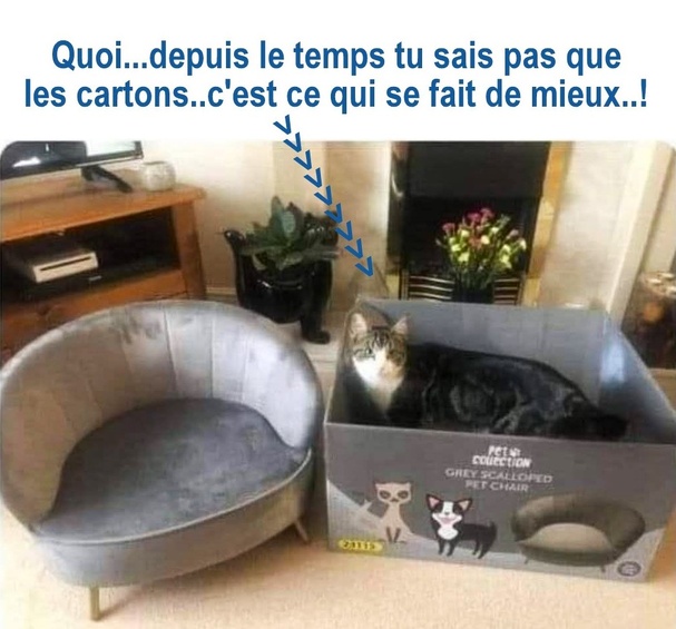 10 photos drôles chats et chiens