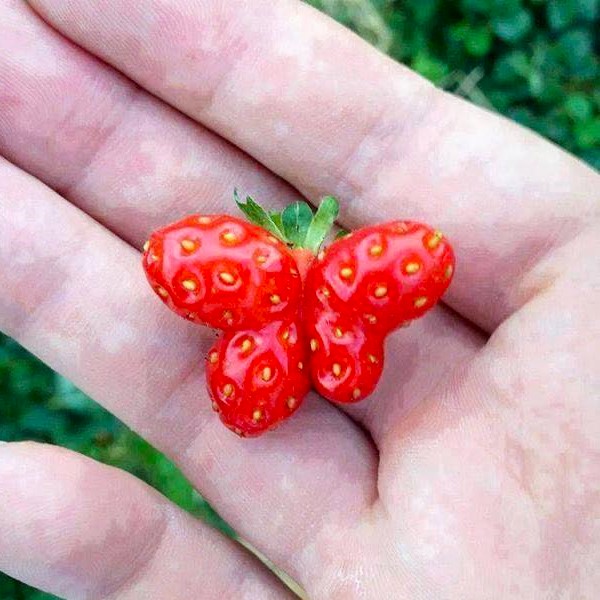 La fraise qui se prend pour un papillon..